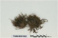 藏品(柳葉苔屬)的圖片